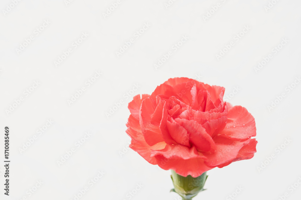 Obraz premium カーネーションの赤い花を白背景で撮影12