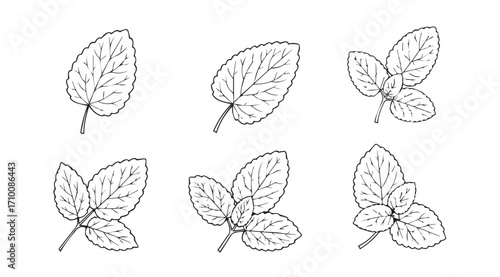 Collection of six hand drawn botanical leaf illustrations in silhouette style