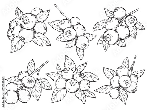 Collection of hand drawn blueberry and leaf outline drawing illustration