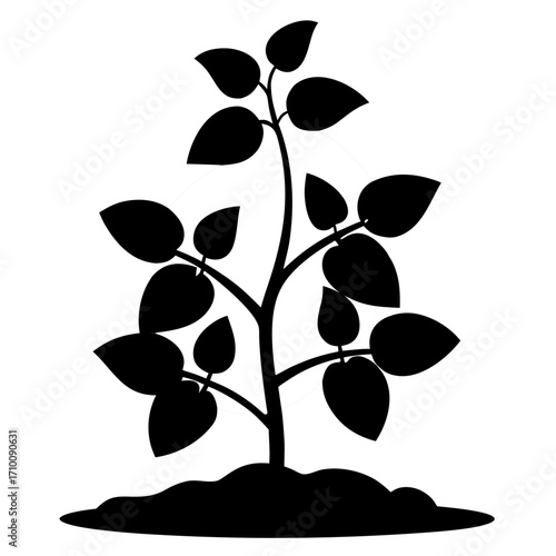 vector illustration of olive tree