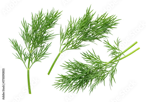Three vibrant, rich green dill sprigs with delicate, feathery leaves, isolated on a transparent background in a high-key studio, concept of fresh culinary herb