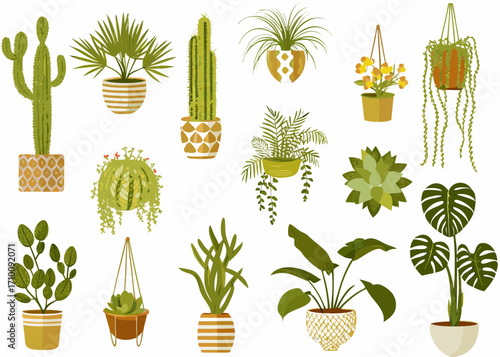 Collection of diverse potted houseplants and cacti in decorative pots