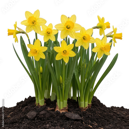 Vibrant yellow daffodils blooming in a bed of dark mulch against a stark black backdrop transparent background