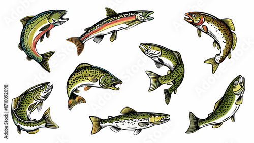 Collection of colorful trout fish illustrations on white background
