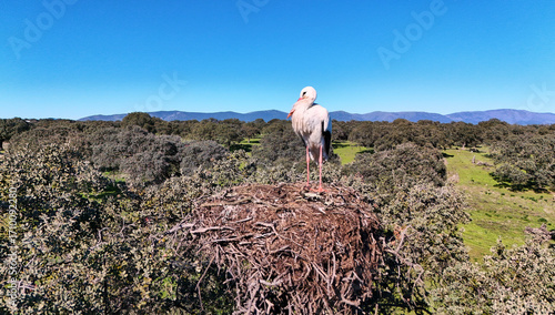 flight recording of white storks on nest high in the tree of stone oaks in dehesa 619 
