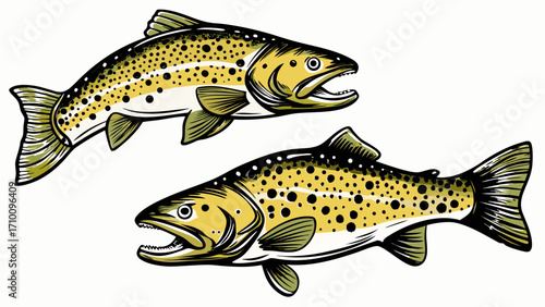 Two brown trout fish illustration isolated on white background
