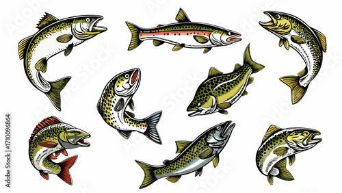 Collection of realistic trout and salmon fish illustrations on white background