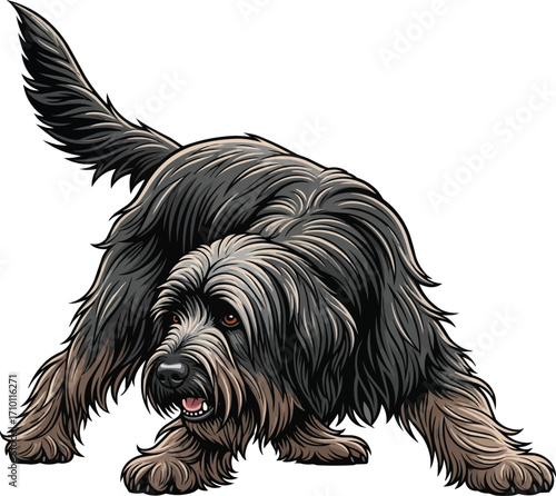Briard dog alert herding stance vector illustration