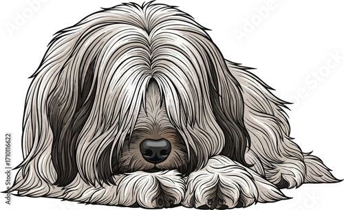 Briard dog lying down relaxed furry front view vector illustration