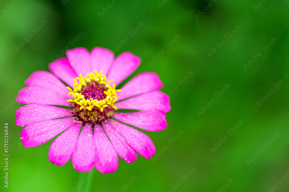 Fototapeta premium Close-up blooming zinnia flower and yellow pollen, Close-up of Heliantheae flower, Zinnia viola