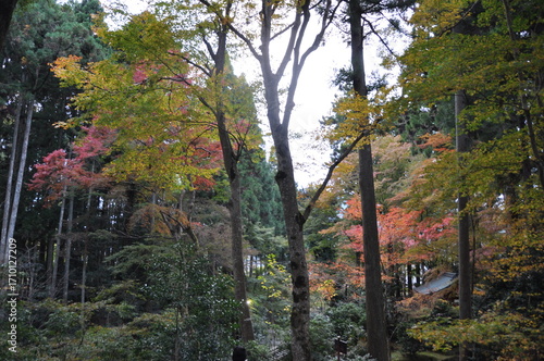 紅葉
