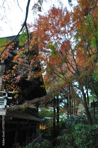 紅葉