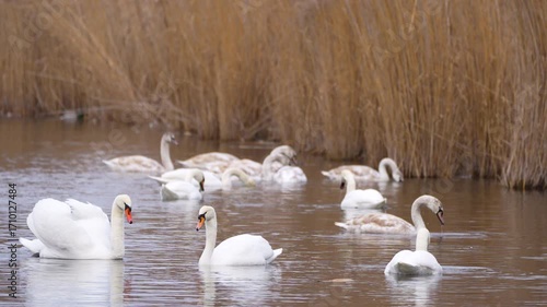 white swans on a pond in autumn