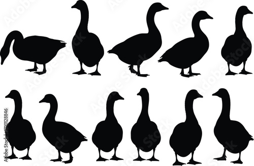 Silhouette illustration of ducks and geese in standing and walking poses, black vector birds, perfect for farm, nature, and wildlife designs.