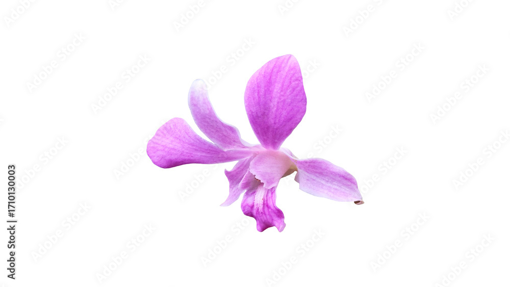 Obraz premium Beautiful orchid isolated on white background.