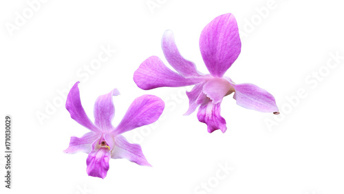 Beautiful orchid isolated on white background.