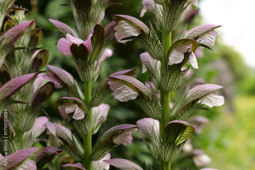 Fototapeta premium Acanthus in the botanical garden in Krakow. Botanic Garden of the Jagiellonian University