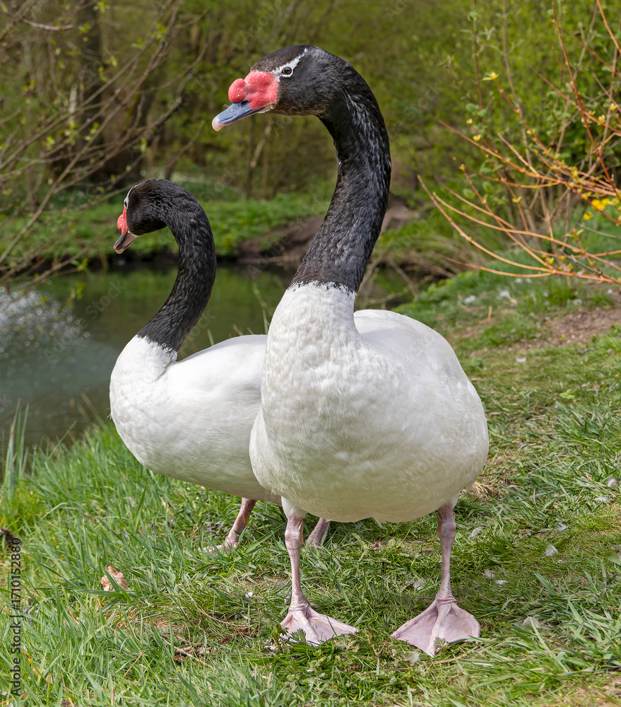Obraz premium Pair of Black-necked swan (Cygnus melancoryphus) 