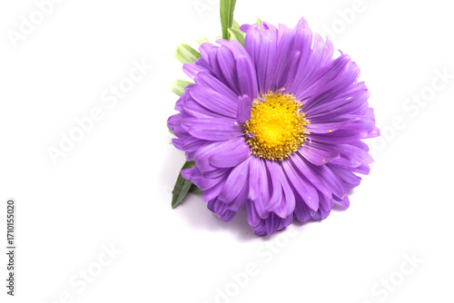 Aster Flower after the Rain Isolated on White