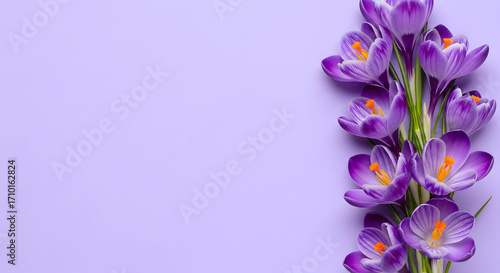 Wallpaper Mural Purple Crocus Flowers on Lilac Background Torontodigital.ca