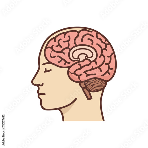 human brain illustration in head visualizing thinking process mental health ideas cognitive function brain anatomy