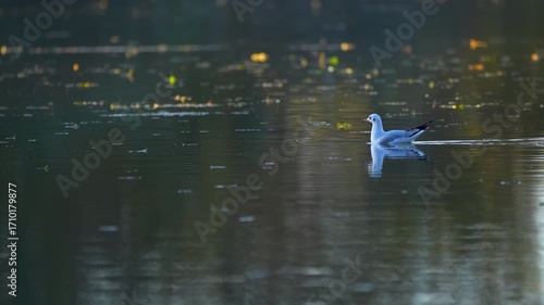 a seagull on the lake in autumn