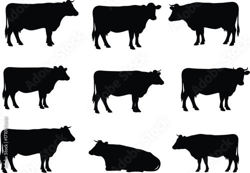 Vector silhouette set of cows in different poses including standing, walking, and lying down isolated on white background