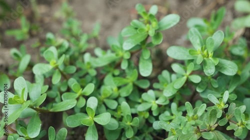 Purslane Portulaca oleracea, close-up in sunny outdoor