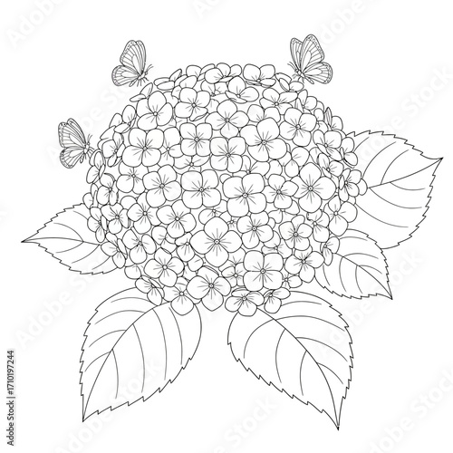 Elegant line art illustration of a hydrangea flower with butterflies. A beautiful black and white botanical coloring page