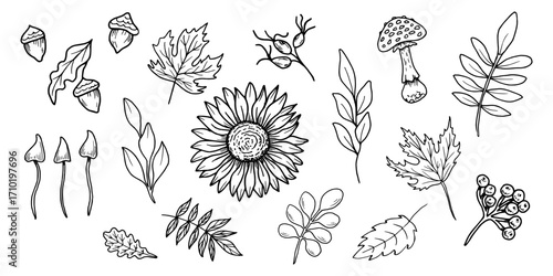 A set of flowers, mushrooms, twigs, and berries. Sunflower with oak, maple leaves. Botanical vector illustration. Black outline drawing in doodle style. Line art for seasonal holidays. Thanksgiving