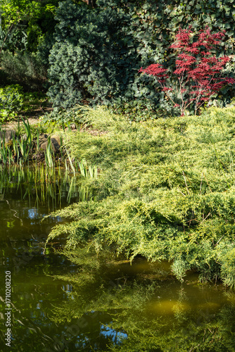 Serene garden pond surrounded by lush greenery and striking red foliage Japanese maple Acer Palmatum  in background, adding splash of color. Water in pond reflec surrounding nature.