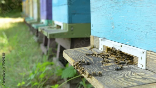 Movement of bees in and out of the hive while collecting nectar. Bees fly and land on the landing bee pad with collected pollen and crawl into the hive through the mouse guard