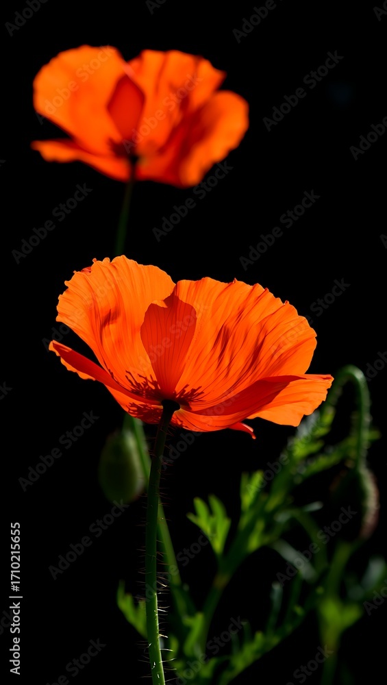 Fototapeta premium Vibrant orange poppy flowers in dark background setting