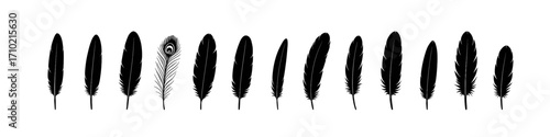 Silhouette feather icons set including peacock feather