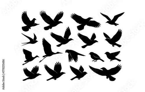 Bird silhouette collection: diverse flying and perched birds in black