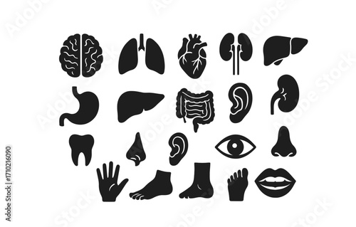 Anatomical icons in black silhouette style for medical design concepts
