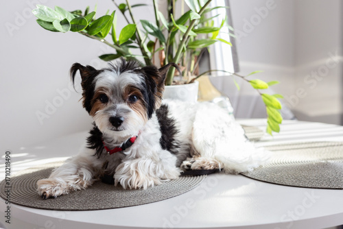 A black and white Yorkshire Terrier puppy rests on a kitchen table. A Yorkshire Terrier puppy rests on a light-colored kitchen table.

