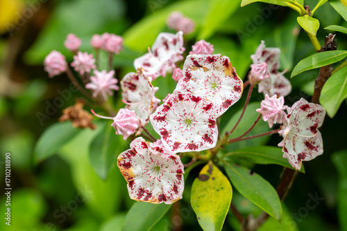Beautiful flowers of the rare plant Kalmia latifolia radiata. Detail.