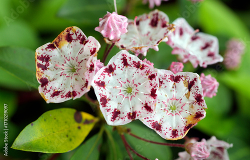Beautiful flowers of the rare plant Kalmia latifolia radiata. Detail.