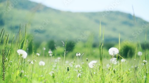 Wild green grass with flowers and dandelions in the mountains. Plants swaying in the light wind. Summer nature background. Selective focus
