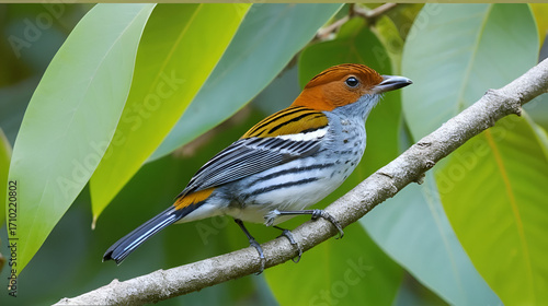Chestnut-crested Cotinga Ampelion rufaxilla, Striking and scarce, this cotinga is found atop the canopy in the subtropical and temperate zone in the Andes.