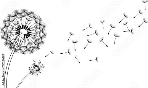 Dandelion flower seeds blowing in wind, black and white illustration, nature botanical drawing, minimalistic floral art, springtime design, silhouette