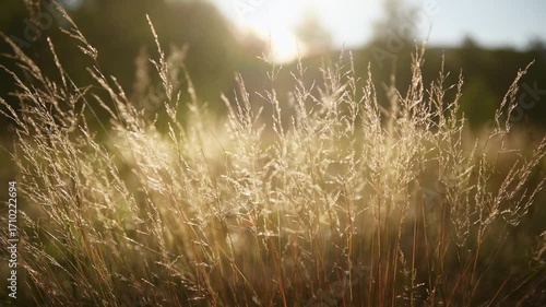 Autumn grass in the mountains at sunset. Plants swaying in the light wind. Beautiful autumn nature background. Selective focus
