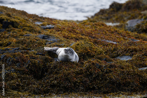 Harbor Seal Relaxing on Seaweed-Covered Rocks