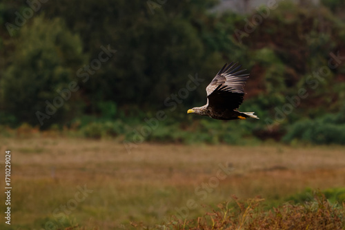 White-Tailed Eagle Gliding over Scottish Grasslands