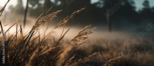Panel kuchenny z motywem Golden hour light on wild grass in a misty field at dawn Serene nature scene with dew drops and soft focus Concept of tranquility, autumn, and rural landscape