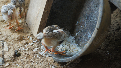 Baby Chicks Eating Rice on the Ground