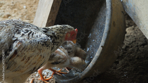 Baby Chicks Eating Rice on the Ground