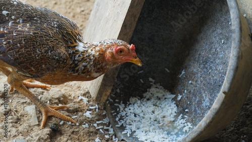 Baby Chicks Eating Rice on the Ground