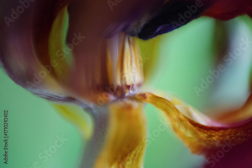 A background of a flower shot on macro, abstract